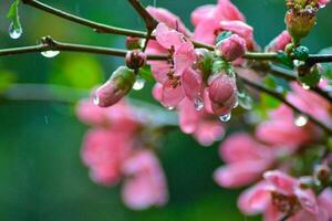 uma árvore com Rosa flores dentro a Primavera foto