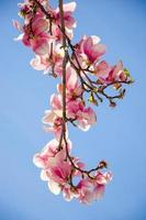 magnólia desabrochando em flores da primavera em uma árvore contra um céu azul brilhante foto