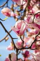 magnólia desabrochando em flores da primavera em uma árvore contra um céu azul brilhante foto