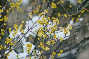 fechar acima do neve em a flores- nevando em a árvores foto