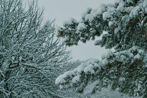 fechar acima do neve- inverno dentro a madeira foto