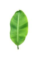 verde banana folha em branco png e transparente fundo, fechar acima fotografia tropical floresta tropical árvore ramo banana folhas foto