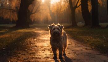 uma fofa terrier cachorro sentado dentro a Relva gerado de ai foto