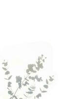 uma cinzento sombra do folhas em uma branco muro. espaço para a texto. foto