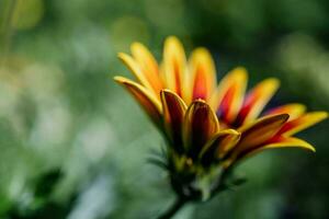 gazania rigens em uma natural verde fundo. foto