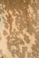 a sombra do a árvore folhas em a velho bege muro. foto