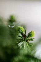 uma ramo do abeto com fresco verde galhos. foto