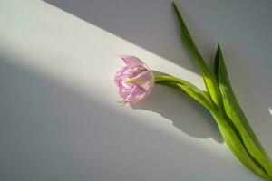 floral fundo do tulipas em uma branco mesa. topo visualizar. foto