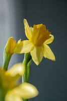 amarelo narcisos em uma embaçado fundo. lindo flores foto