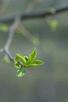 uma ramo com jovem folhas dentro natural condições dentro Primavera. foto