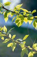 uma ramo com jovem folhas dentro natural condições dentro Primavera. foto