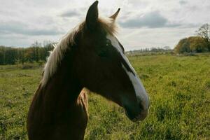 cavalo dentro a campo mamífero natureza animais mamíferos panorama foto