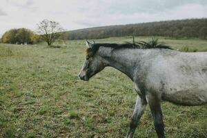 cavalo dentro a campo andar natureza animais panorama foto