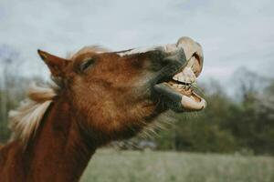 cavalo dentro a campo mamífero natureza animais mamíferos panorama foto