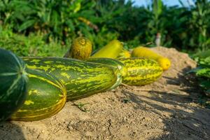 colheita pepino suri. timun suri ou pepino fruta. popular fruta dentro Indonésia gosto suave e fresco. foto