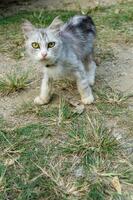 gato assustado. branco e Castanho gato em a terra olhando para Câmera. fofa gato mostrando socado expressão. foto