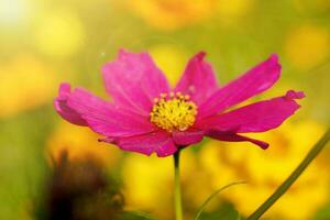 fechar-se roxa flor dentro verão jardim com Sol e lente flare em embaçado fundo. foto