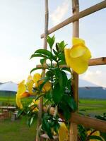 allamanda flor ou dourado trompete cresce em decorativo bambu dentro uma lindo jardim. foto