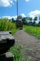 uma pequeno sujeira estrada entre verde arroz Campos e lá é a velho bicicleta com uma bambu carrinho em a voltar. foto