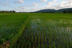 foto do lindo cênico tons do verde arroz Campos contra a majestoso montanhas Como uma fundo.