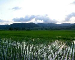 foto do lindo cênico tons do verde arroz Campos contra a majestoso montanhas Como uma fundo.