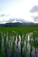 foto do lindo cênico tons do verde arroz Campos contra a majestoso montanhas Como uma fundo.