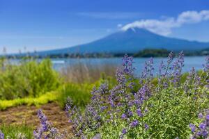 Fuji montanha e lavanda campo às kawaguchiko lago, Japão foto