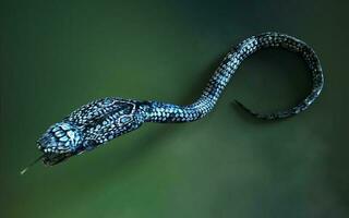 3d ilustração azul cor do rei cobra a os mundos mais longo venenoso serpente isolado em verde fundo, rei cobra serpente com recorte caminho foto