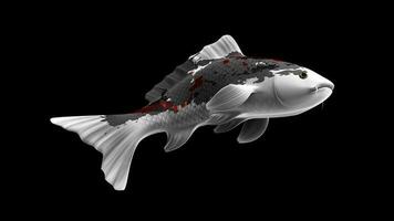 solteiro preto, vermelho e branco cor koi peixe 3d Renderização japonês carpa foto