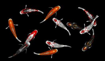 ilustração do 12 colorida koi peixe 3d Renderização foto