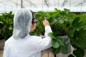 pequeno menina cientista com Ciência classe morango nutriente Produção experimentar, dentro a fechadas morango jardim. foto