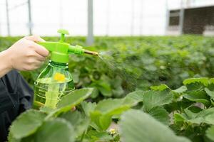 cientistas estão injetando nutriente água para morango folhas. dentro a fechadas morango jardim foto