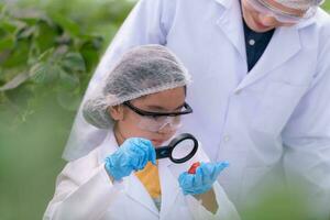 dentro a fechadas morango jardim, uma jovem cientista condutas uma morango nutriente Produção experimentar com dela Ciência aula. foto