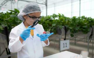 dentro a fechadas morango jardim, uma jovem cientista condutas uma morango nutriente Produção experimentar com dela Ciência aula. foto