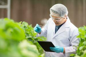 cientistas estão examinando a crescimento do morangos crescido com científico tecnologia dentro uma fechadas morango jardim foto