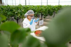 dentro a fechadas morango jardim, uma jovem cientista condutas uma morango nutriente Produção experimentar com dela Ciência aula. foto