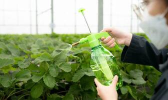 cientistas estão injetando nutriente água para morango folhas. dentro a fechadas morango jardim foto