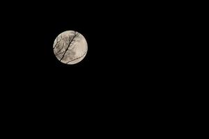 galho de árvore na frente de uma lua cheia em uma noite escura foto