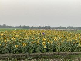 belos girassóis no campo foto