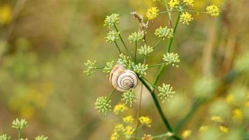 pequeno caracol branco na planta foto