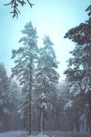 gelo nos pinheiros da montanha no inverno