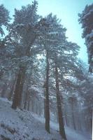 gelo nos pinheiros da montanha no inverno