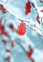 neve na folha vermelha no inverno foto