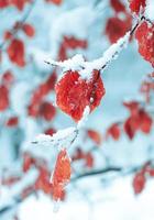 neve na folha vermelha no inverno foto