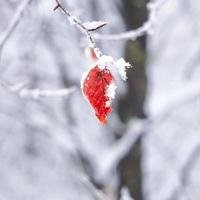neve na folha vermelha foto