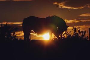 silhueta do cavalo ao pôr do sol foto