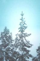 neve nos pinheiros da floresta foto