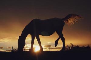 silhueta do cavalo ao pôr do sol foto
