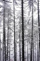 neve na floresta no inverno foto