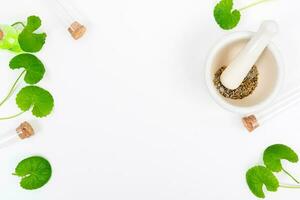 topo Visão em mesa centella asiática folhas com isolado em branco fundo foto